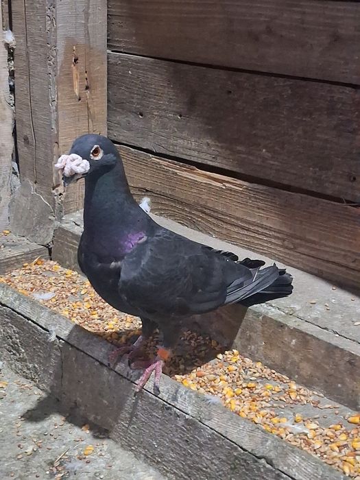 Porumbei de vânzare