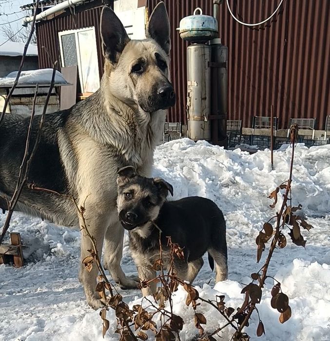 Продам щенков ВЕО