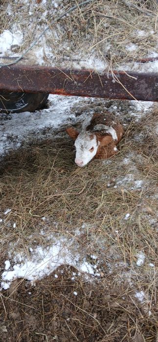 Vand vaci cu vitei langa ele