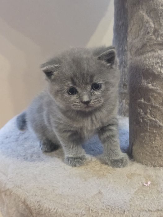 Британски късокосмеси котенца