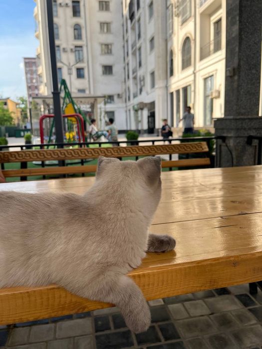 Rechirt Shahrisabz вязка