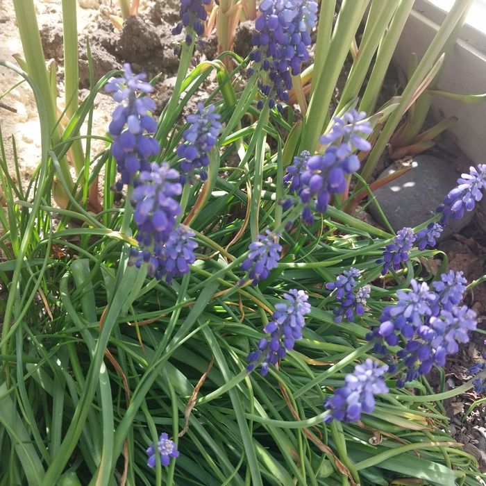 Продам саженцы многоленики