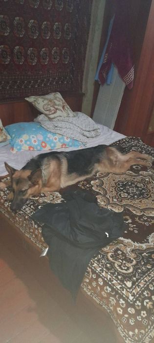 Avcharka qiz bola 1 yosh