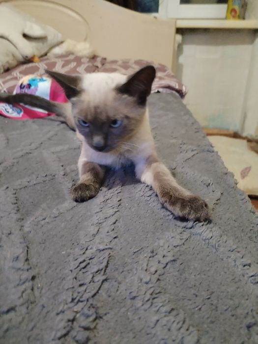 Сиамский котенок мальчик