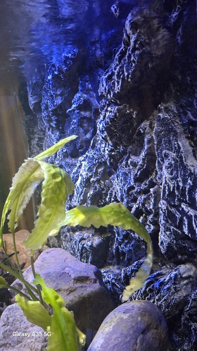 Аквариум с рыбками