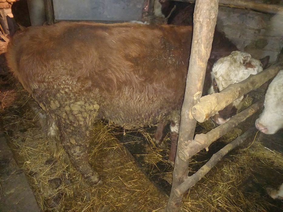 Продам быков подсосные