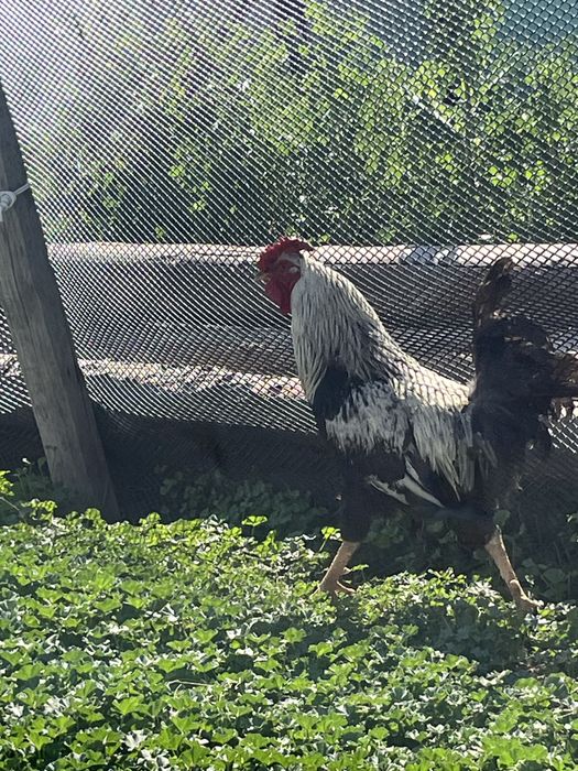 Продается домашний петух