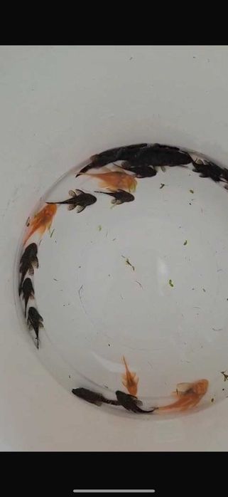 Аквариумные рыбки