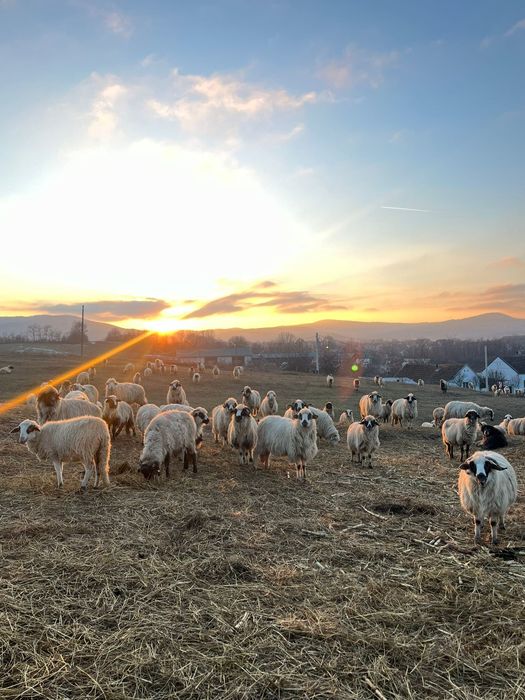 Vând oi miele berbeci