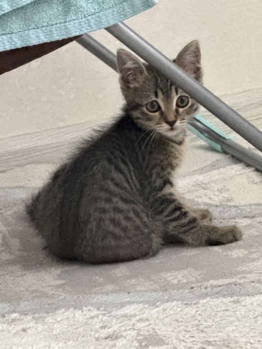 котенок отдам даром