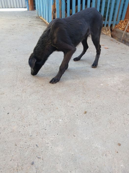 Продам щенка смешанная овчарка