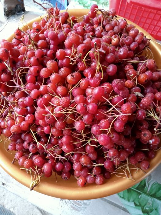 Продам боярышник.