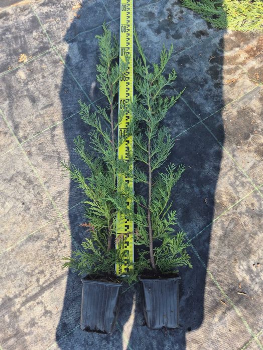 Leylandii 50/70/90cm producator