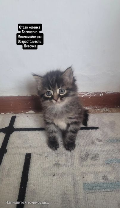 Отдам котенка девочка бесплатно