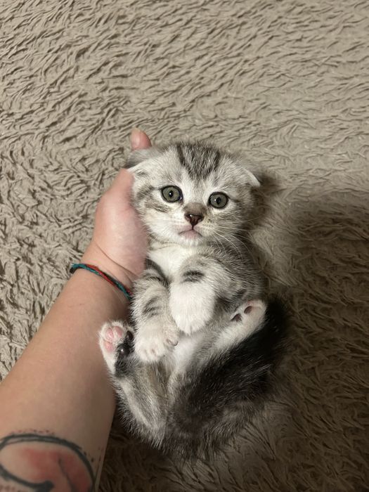 Скоттиш Фолд Котята первые 3 мальчика 2 девочки