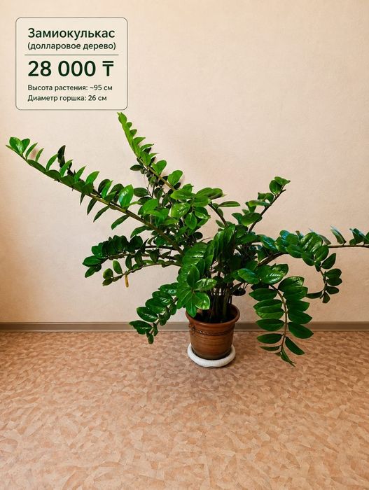 Продам денежное дерево