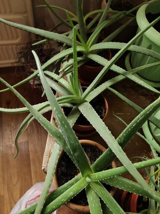 Комнатные цветы алоэ