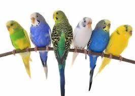 Попугай есть три цвета белый зеленый голубой