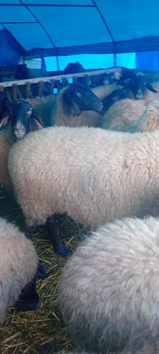 Vând 30 de oi carabase