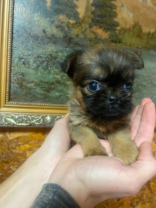 Продаются щенки Брюссельский Грифон
