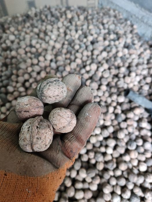 Орехи yonĝoqlar oq maĝiz