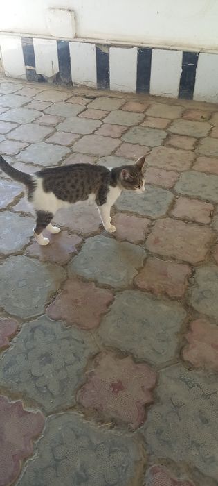 Мушукча .текинга берамиз