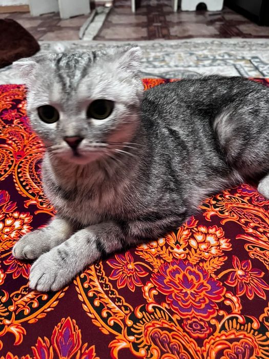 кошка вислаухая шотланская