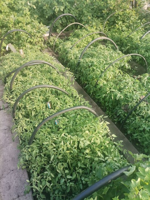 Рассада в продаже