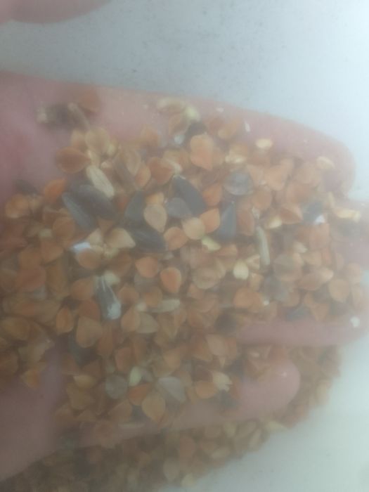 Зерноотходы сечка Гречка Чечевица