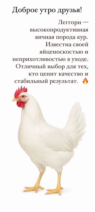 Продам кур несушек