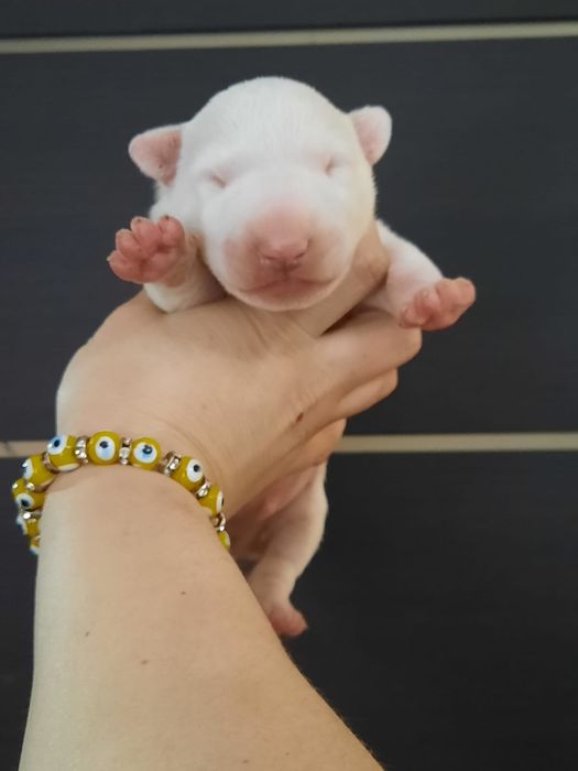 Щенки Бультерьера