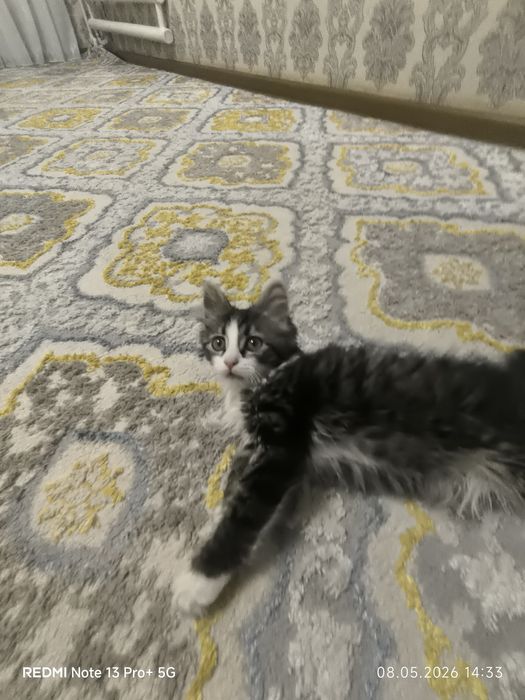 Õğil bola mushuk