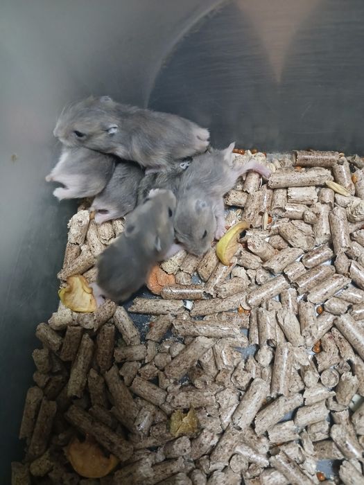 Хомечки джунгарики