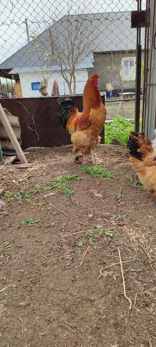 продам срочно петуха брама