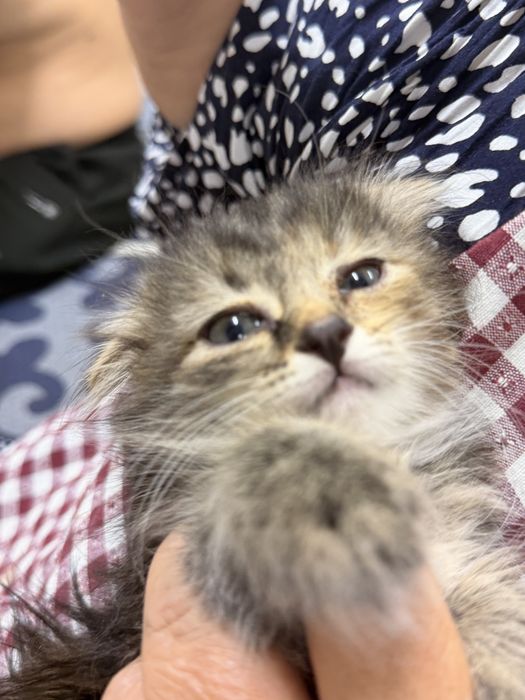 Котята вислоухие