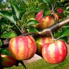 Mar Karnaval soi deosebit