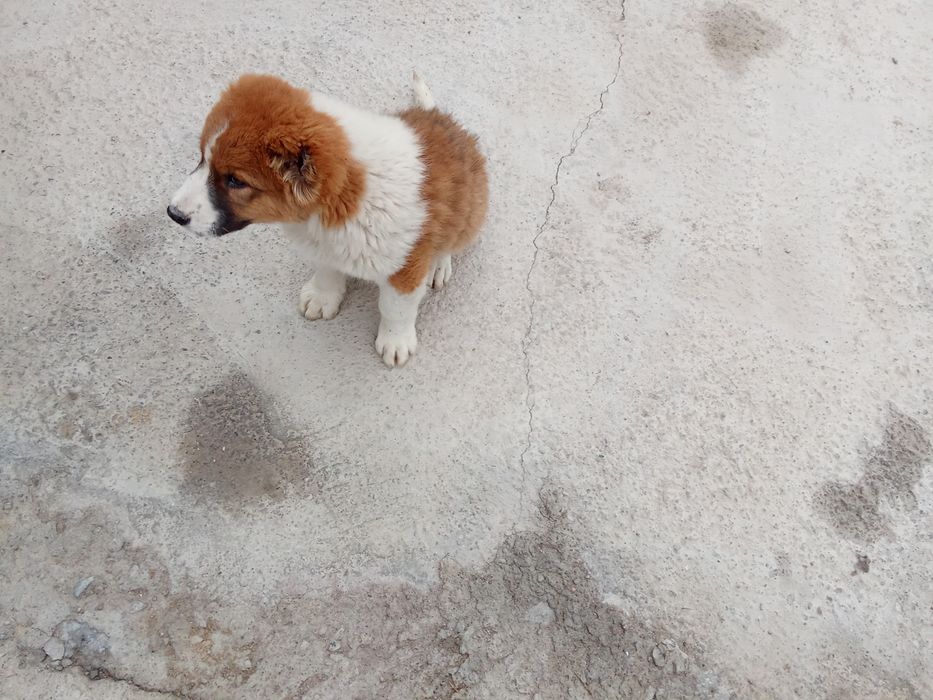 Продаётся щенок Алабая