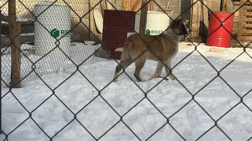 Шенок собака ит күшік