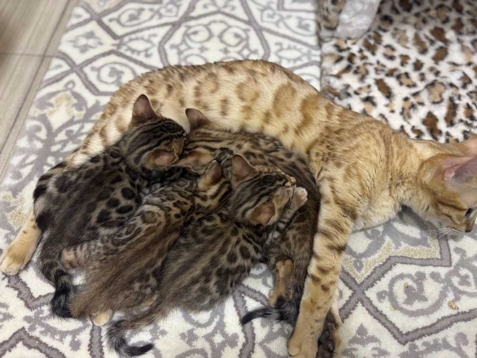 Продаются бенгальские котята