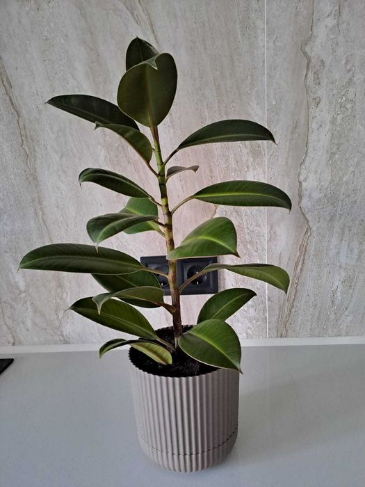 Фикус каучуконосный