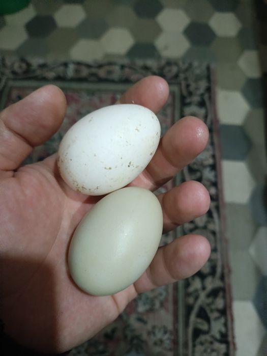 Тухум инкубатор учун