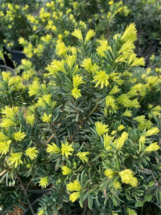 Тис ауреа голден