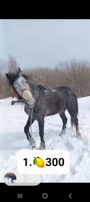 Продам кабылу и двух жеребцов