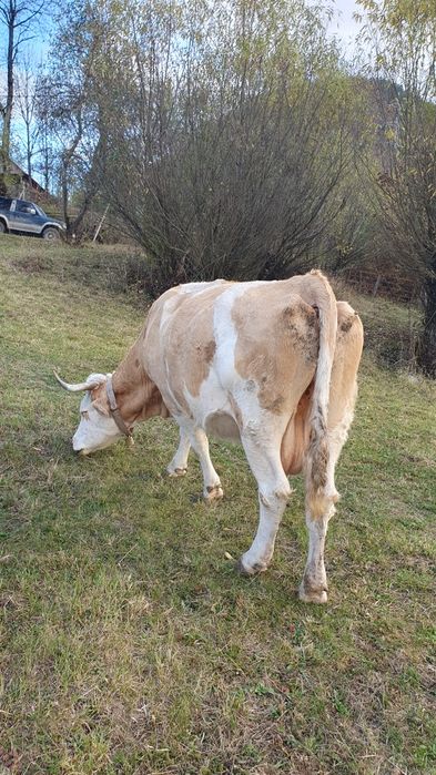 Vând vaca baltata