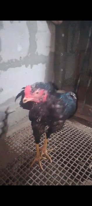 Продам на племя О Шамо немец