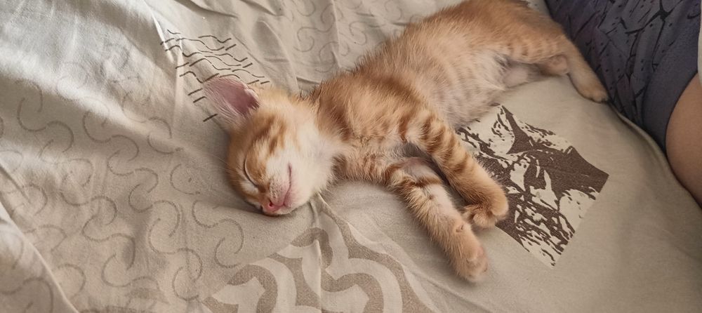 Отдам котёнка мальчик даром
