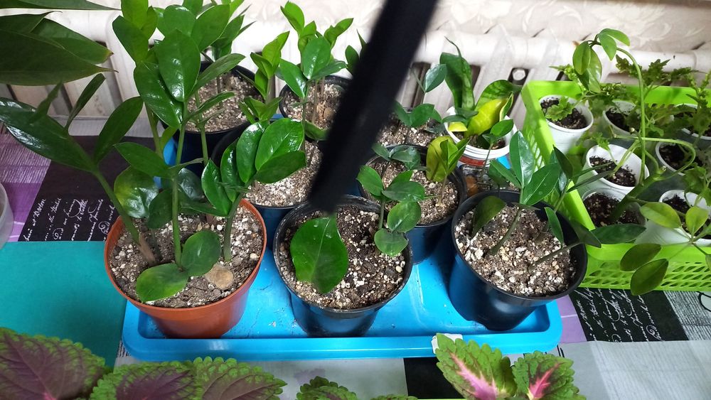 Замиакулькас или долларовое