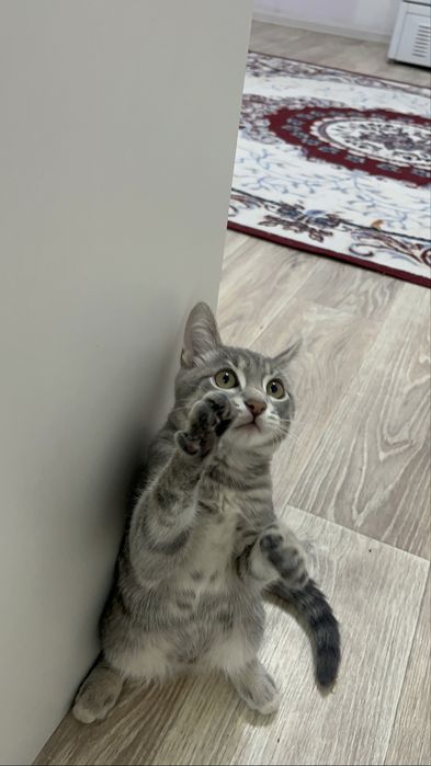 Ищем кошечку на вязку(первый раз)