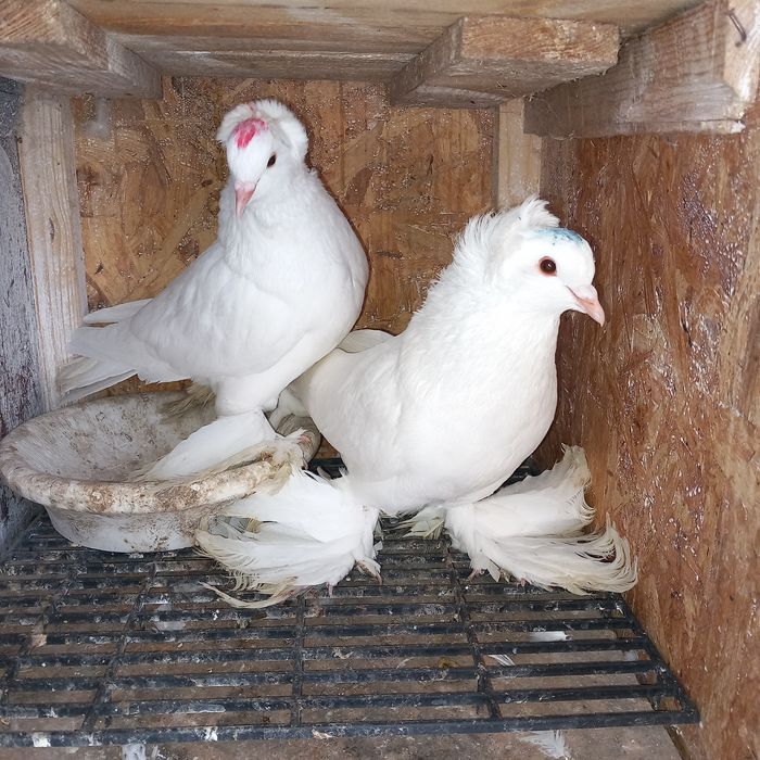 Schimb porumbei uriasi maghiari