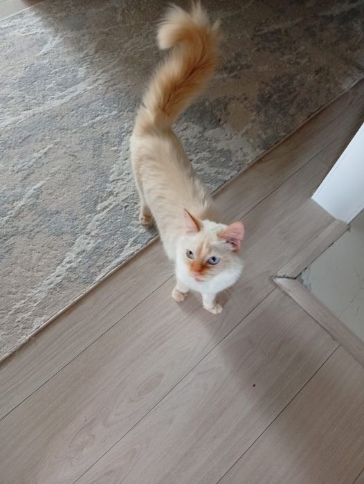 Кошка отдам бесплатно